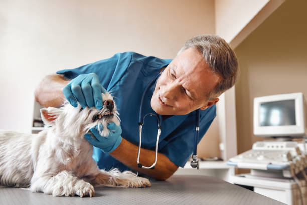 Best Pediatric Emergency Dentist in Nora Springs, IA